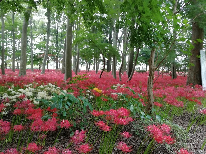 f:id:seiko_udoku:20201004102726j:plain