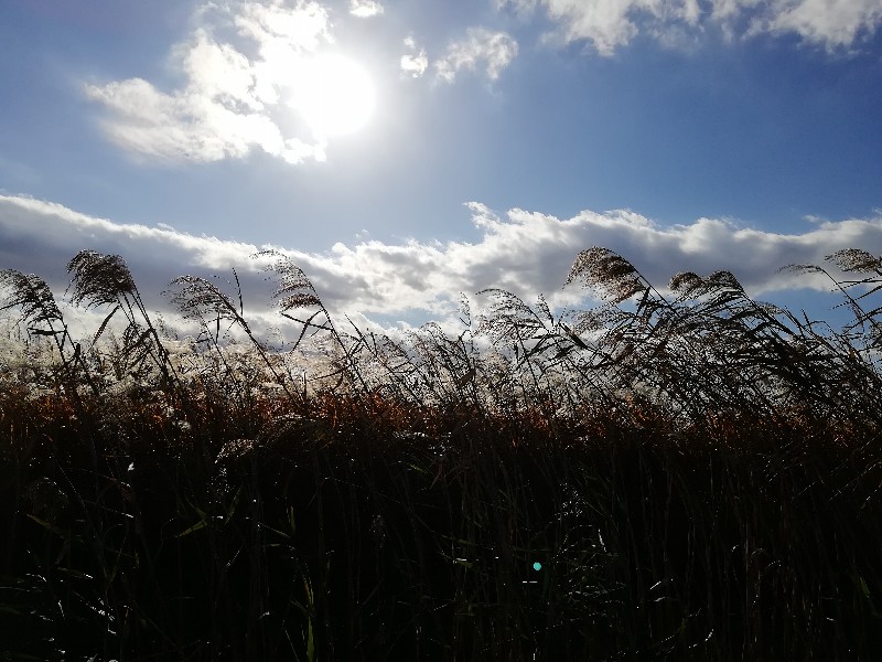 f:id:seiko_udoku:20201110183204j:plain