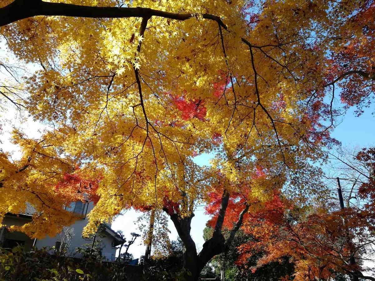 f:id:seiko_udoku:20201214225537j:plain