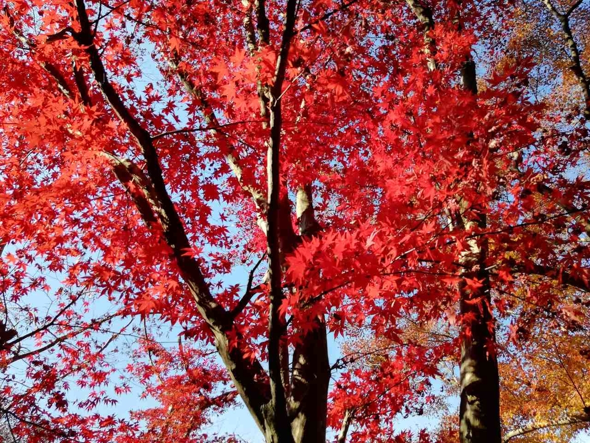 f:id:seiko_udoku:20201214230443j:plain