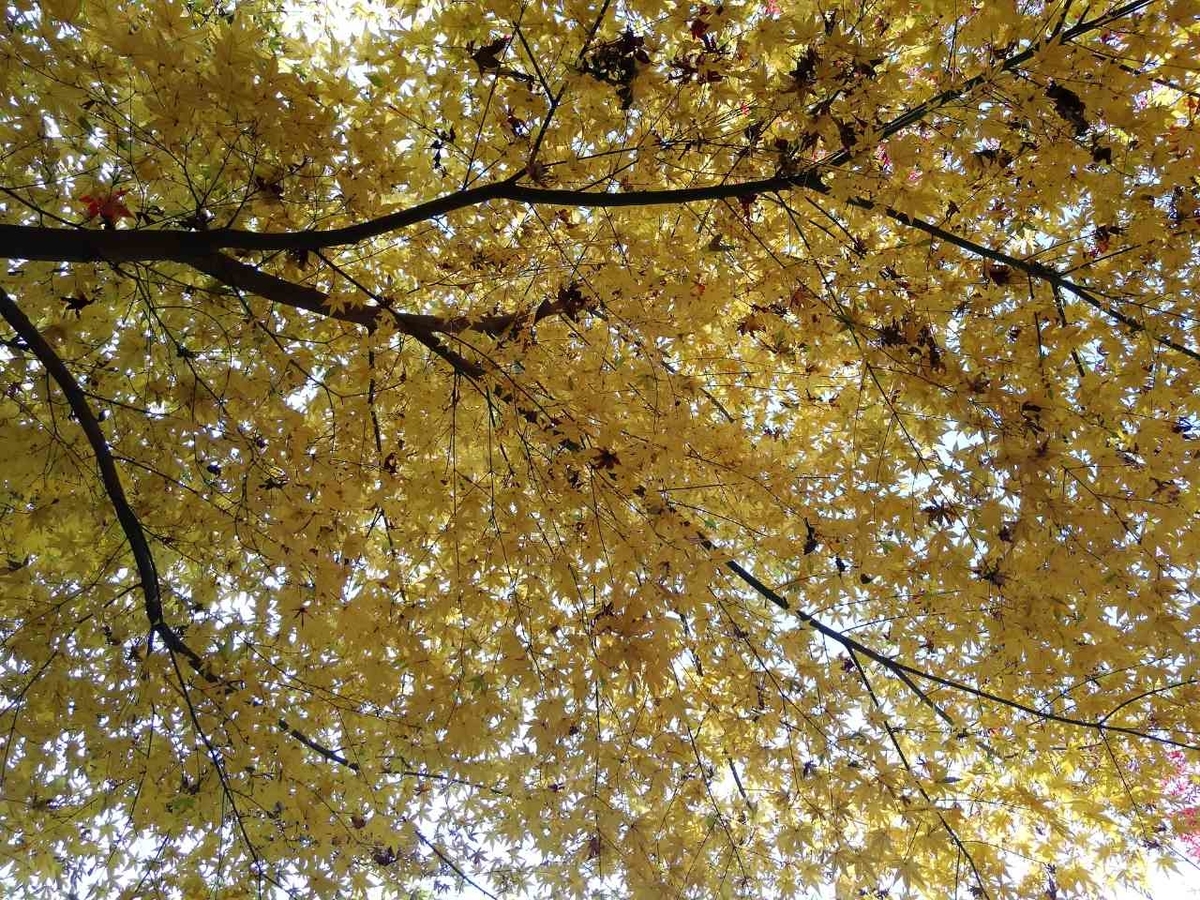 f:id:seiko_udoku:20201214230720j:plain