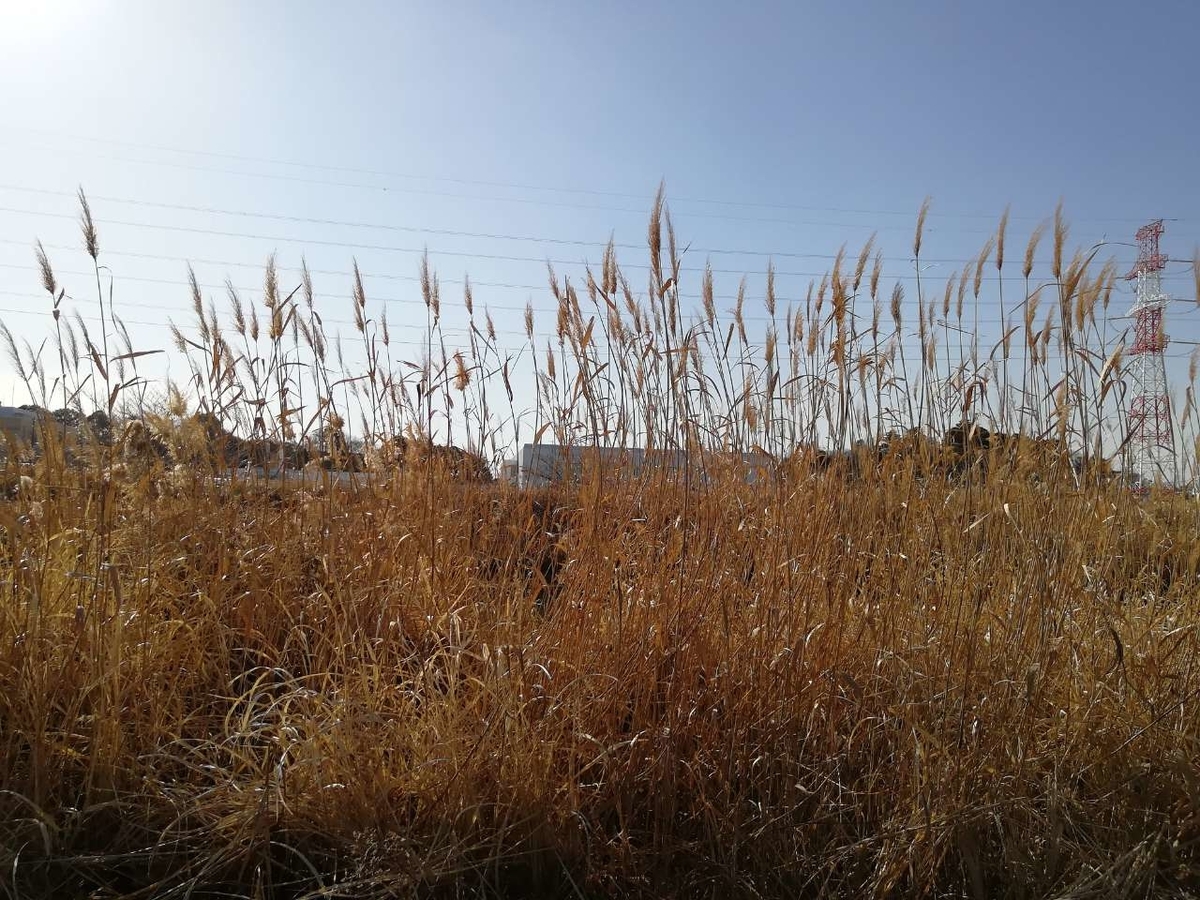 f:id:seiko_udoku:20210108091524j:plain