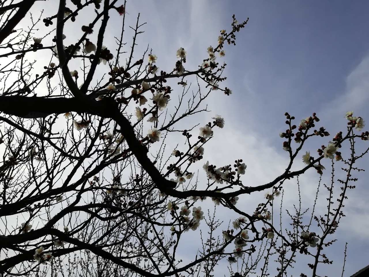 f:id:seiko_udoku:20210210193048j:plain