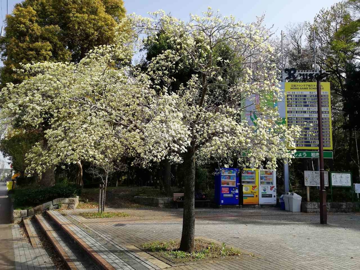 f:id:seiko_udoku:20210403153230j:plain