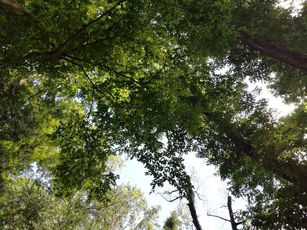 f:id:seiko_udoku:20210810165940j:plain
