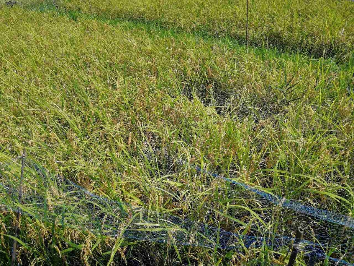 f:id:seiko_udoku:20210917124101j:plain