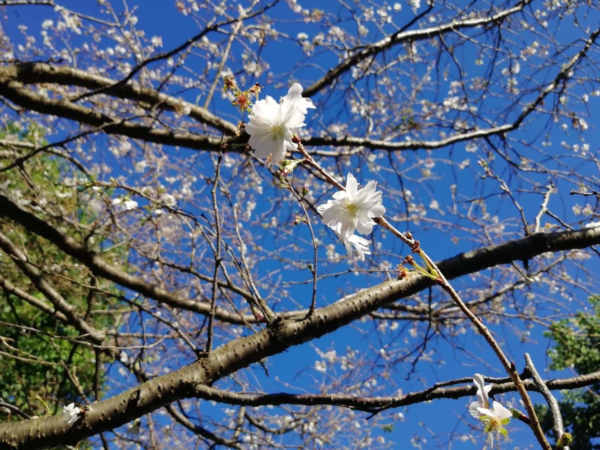 f:id:seiko_udoku:20211020193731j:plain