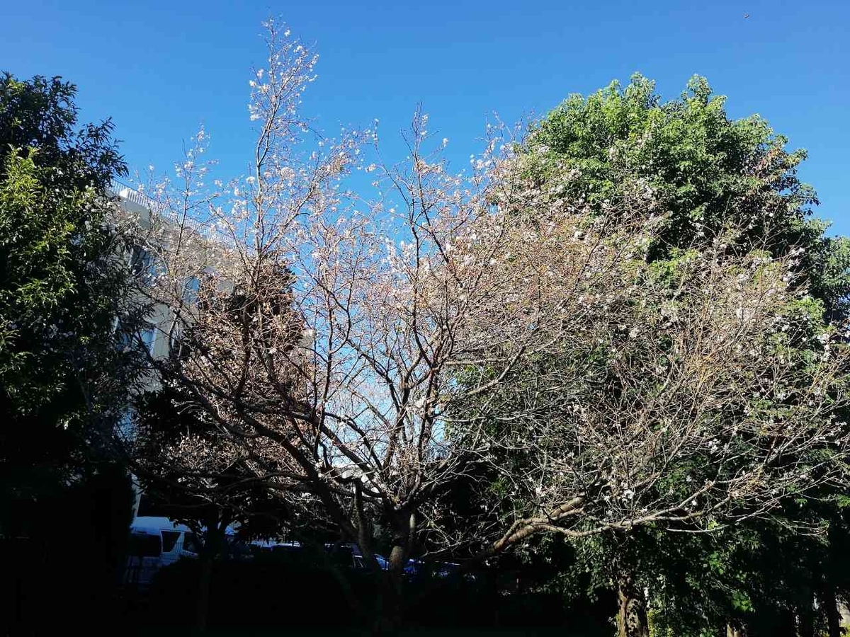 f:id:seiko_udoku:20211020195123j:plain