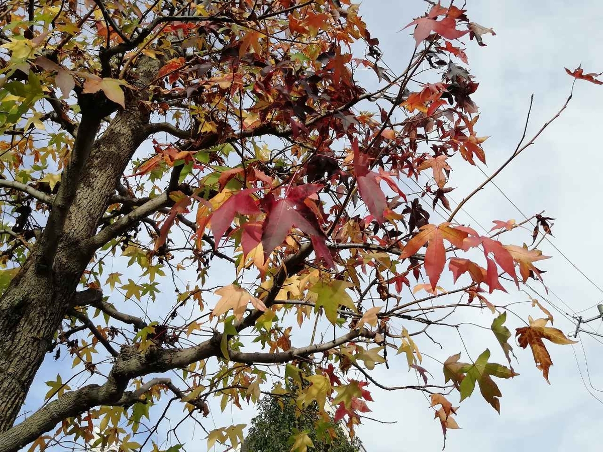 f:id:seiko_udoku:20211113201158j:plain