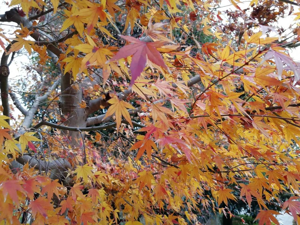 f:id:seiko_udoku:20211218202032j:plain