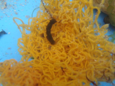 f:id:seikooo:20110503115122j:image:w360