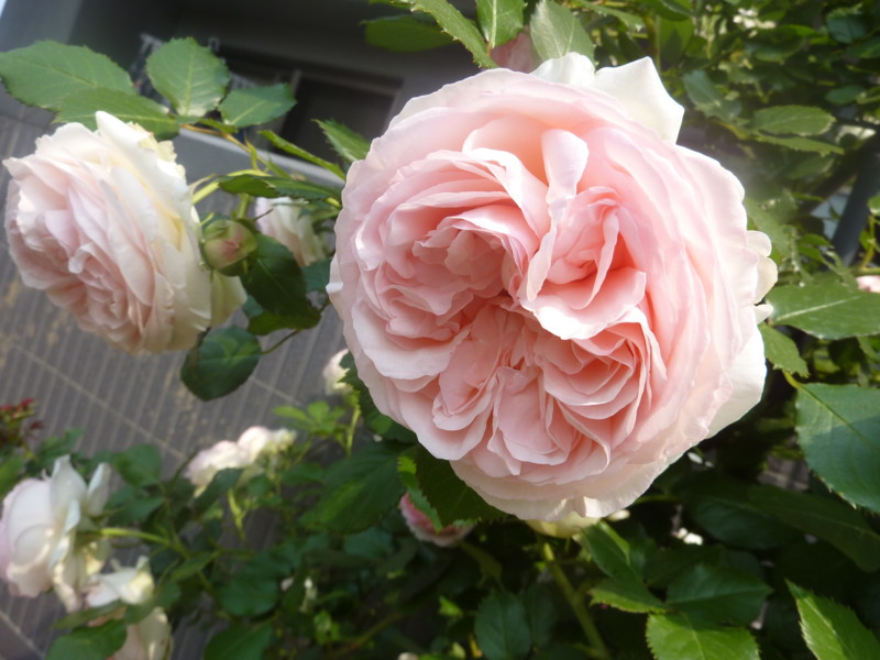 f:id:seikooo:20110517091950j:image:w360
