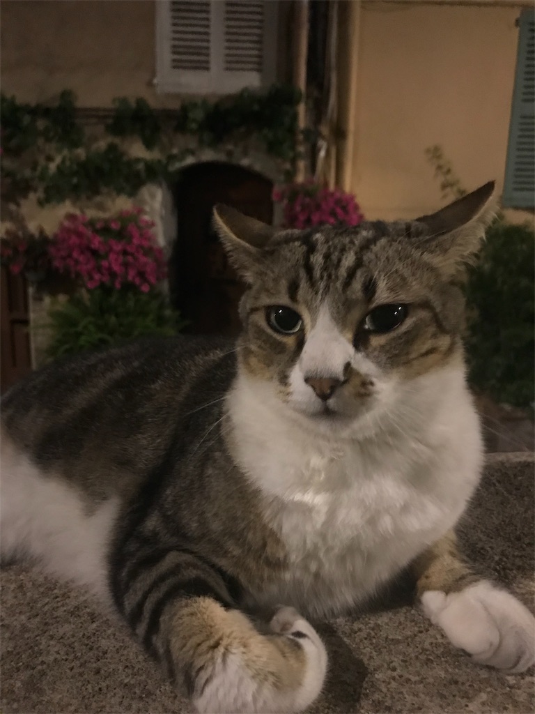 f:id:seikousisan:20190315225848j:image