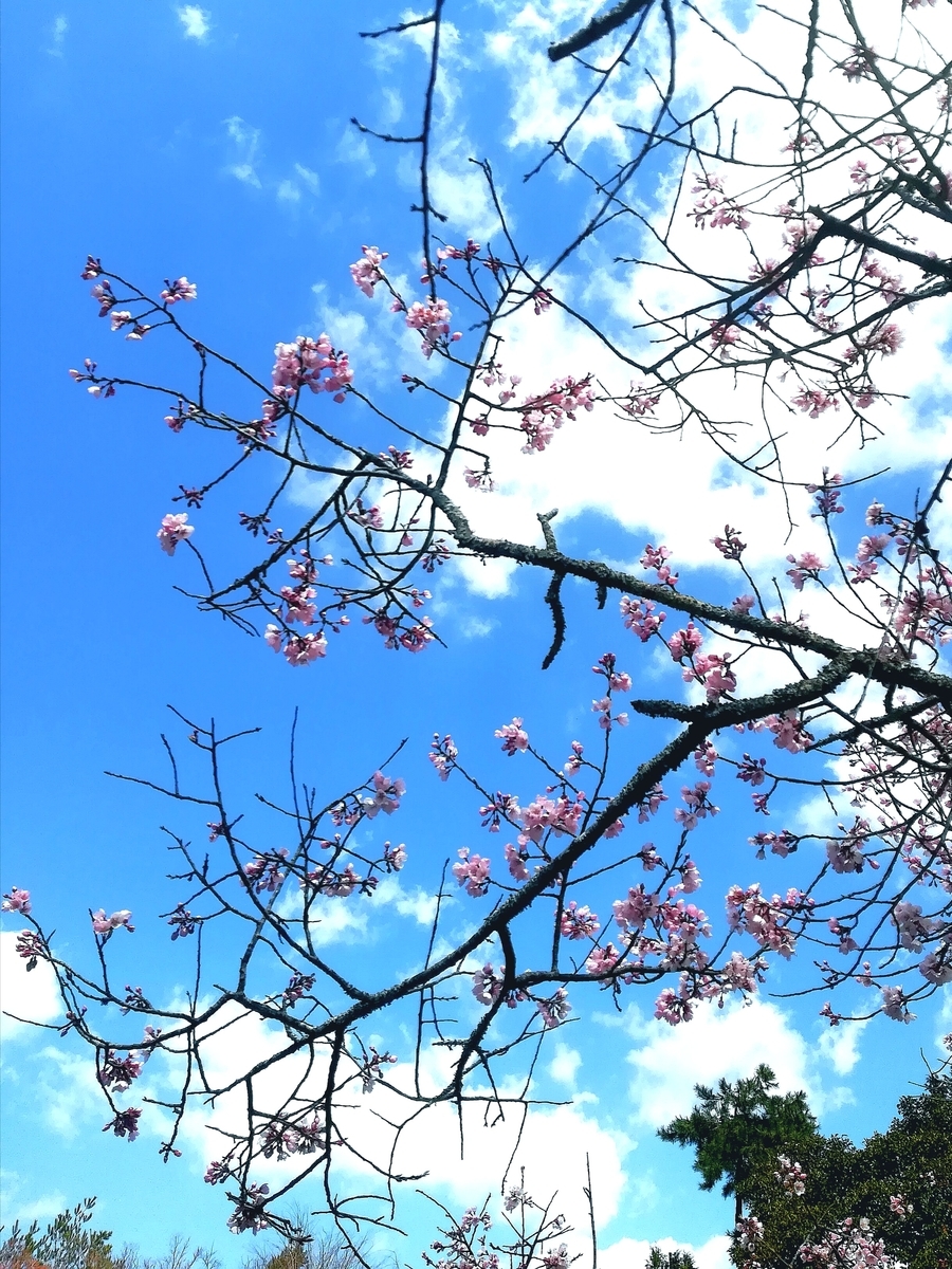 f:id:seikuudayori:20190327212142j:plain f:id:seikuudayori:20190327212142j:plain