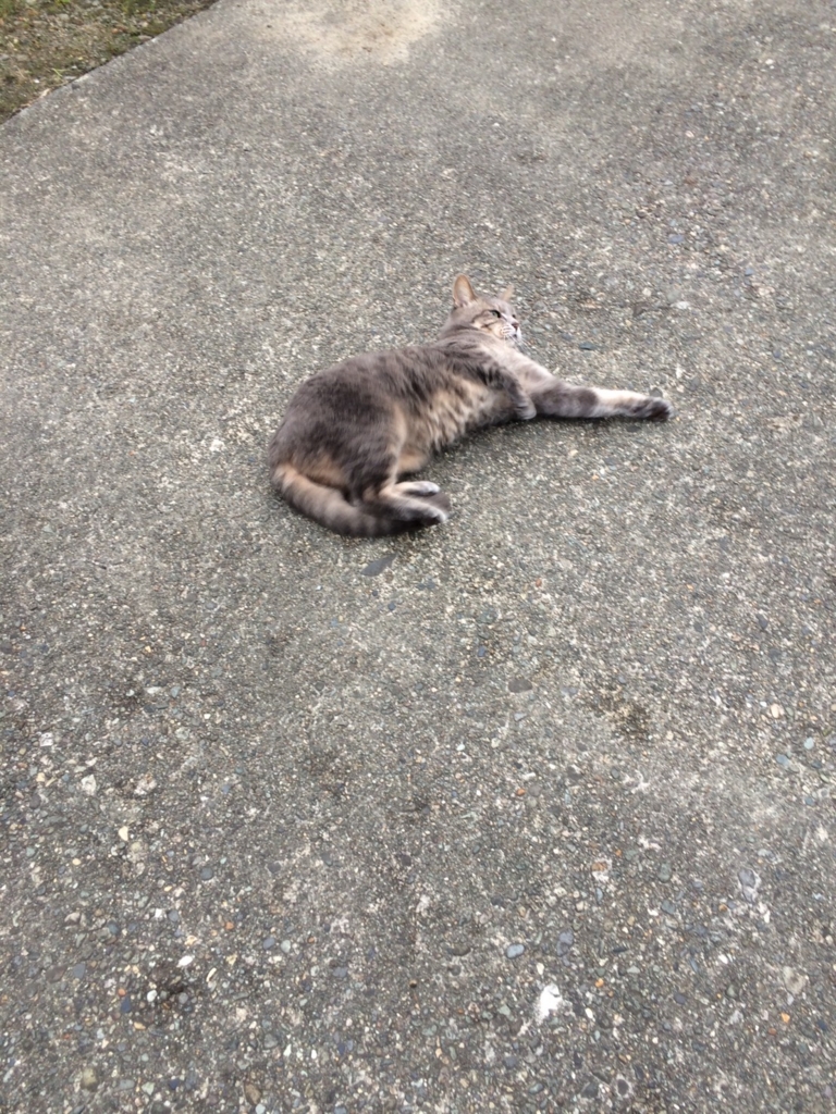 f:id:seimeicat:20161012214456j:plain