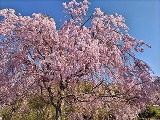 速報】岐阜でお花見！4月中旬。絶景の『ぎふ清流里山公園