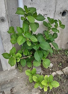 青葉をつけたアジサイ