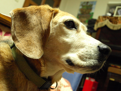 f:id:seiryo:20090108021714j:image f:id:seiryo:20090108021714j:image