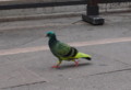 [イタリア]ヴェネツィアの鳩