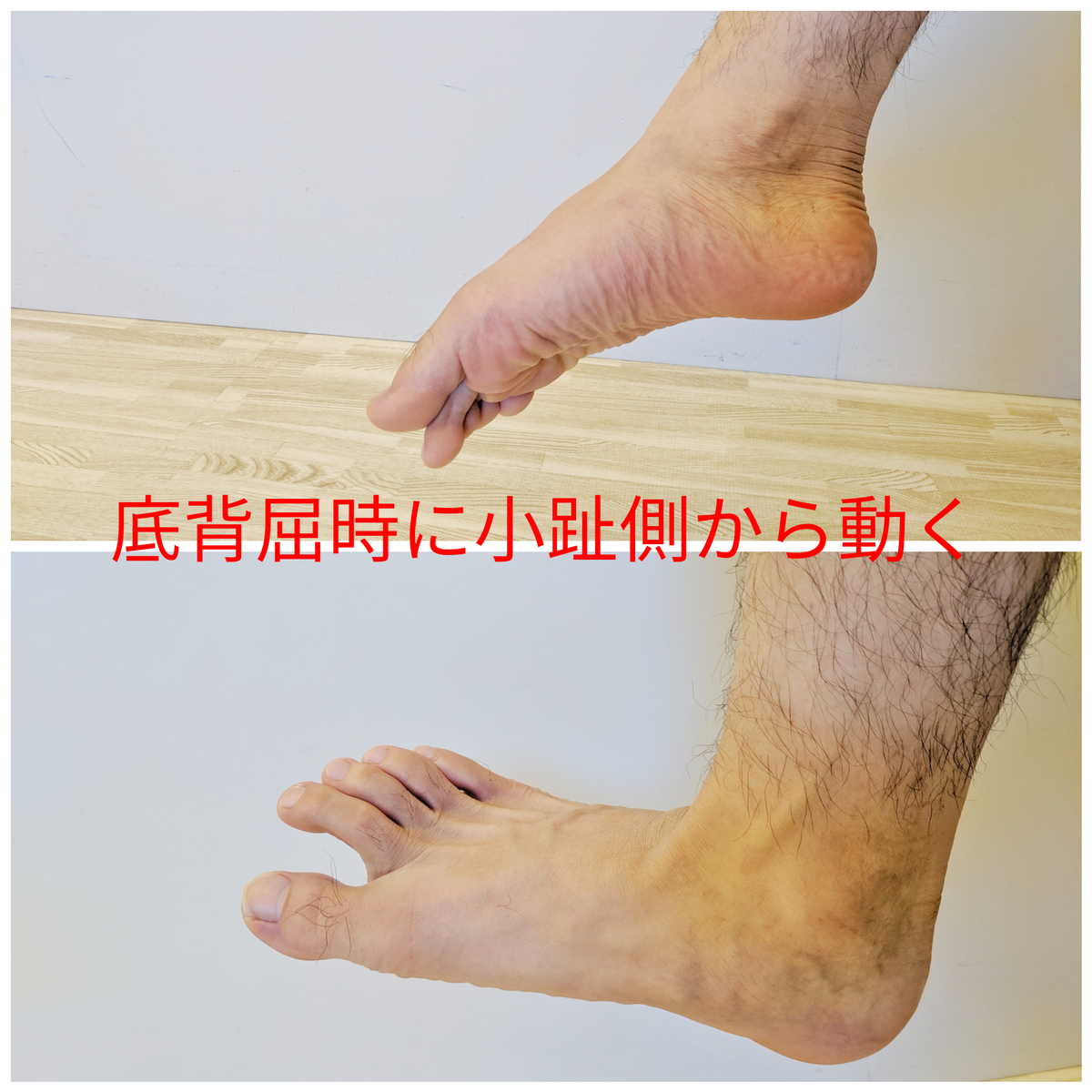 f:id:seitai-oura:20191105151916j:plain f:id:seitai-oura:20191105151916j:plain