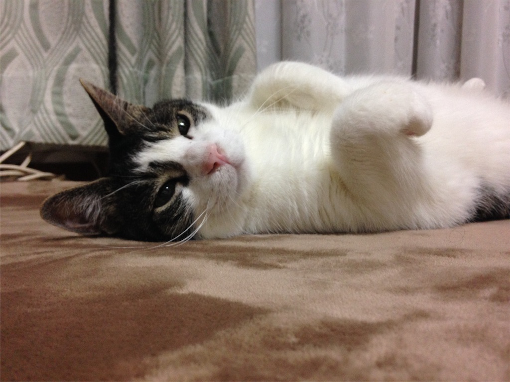 f:id:seitaishouten:20170620233248j:image f:id:seitaishouten:20170620233248j:image