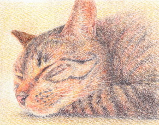 ファーバーカステルの色鉛筆を購入 比較 お絵かきブログ 絵を描いて見えたもの