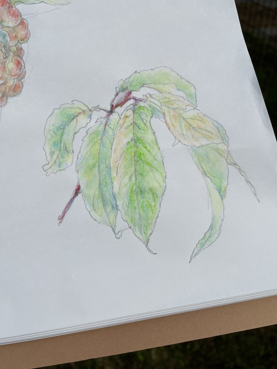 スケッチでヴァンゴッホとファーバーカステルの水彩色鉛筆を使ってみる