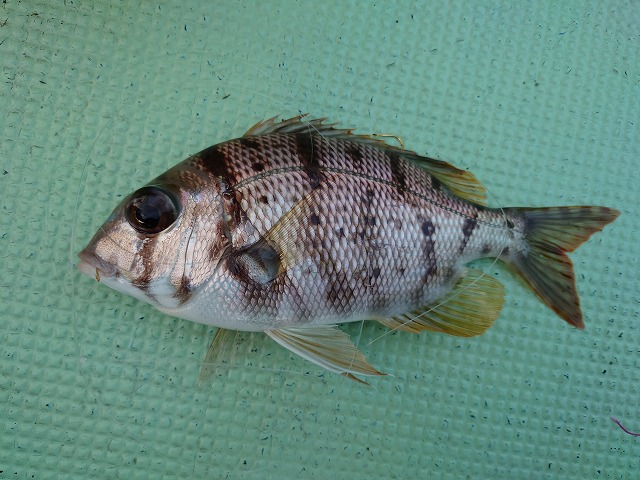 f:id:seiun_k:20201104160812j:plain f:id:seiun_k:20201104160812j:plain