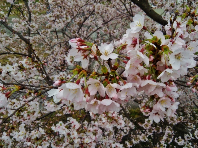 f:id:seiwa_yamaguchi:20170409115547j:plain f:id:seiwa_yamaguchi:20170409115547j:plain