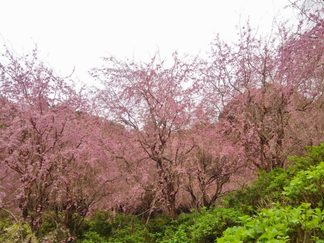f:id:seiwa_yamaguchi:20170419195352j:plain f:id:seiwa_yamaguchi:20170419195352j:plain