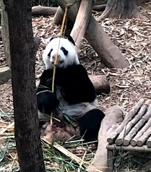 f:id:sekaidesumu:20190806161608j:plain f:id:sekaidesumu:20190806161608j:plain