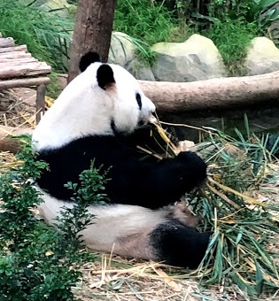 f:id:sekaidesumu:20190806162706j:plain f:id:sekaidesumu:20190806162706j:plain