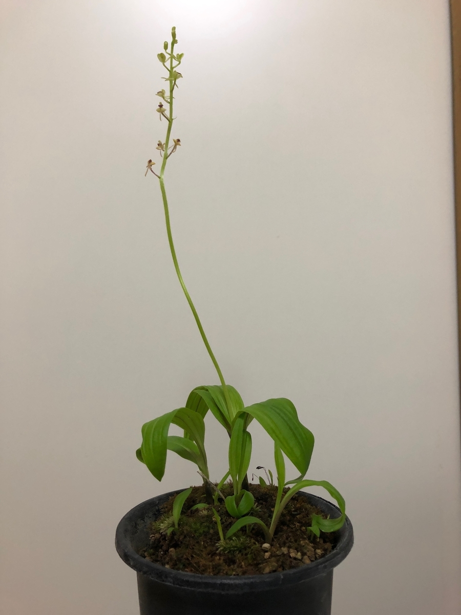 ササバランって知ってますか? - 野生ラン大好きな素人の園芸家です。