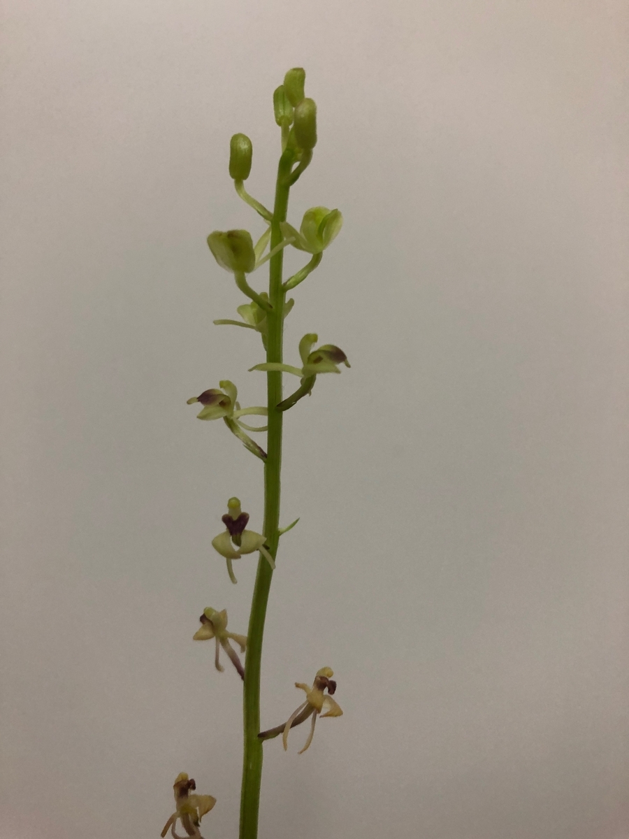 ササバランって知ってますか? - 野生ラン大好きな素人の園芸家です。