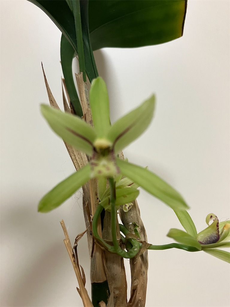 アキザキナギランが開花中 - 野生ラン大好きな素人の園芸家です。