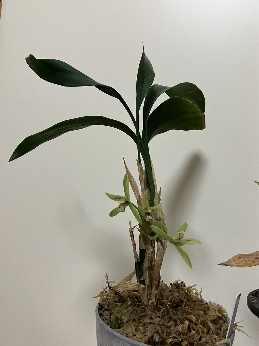 アキザキナギランが開花中 - 野生ラン大好きな素人の園芸家です。