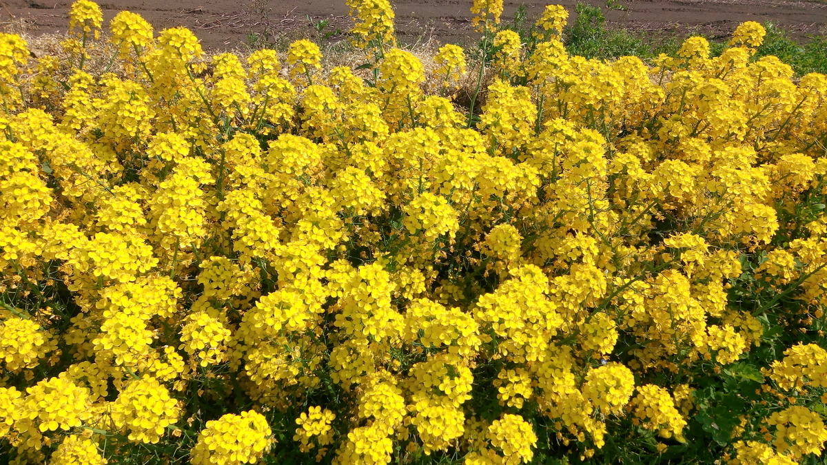 f:id:sekainohajimarisan:20200419154118j:plain f:id:sekainohajimarisan:20200419154118j:plain