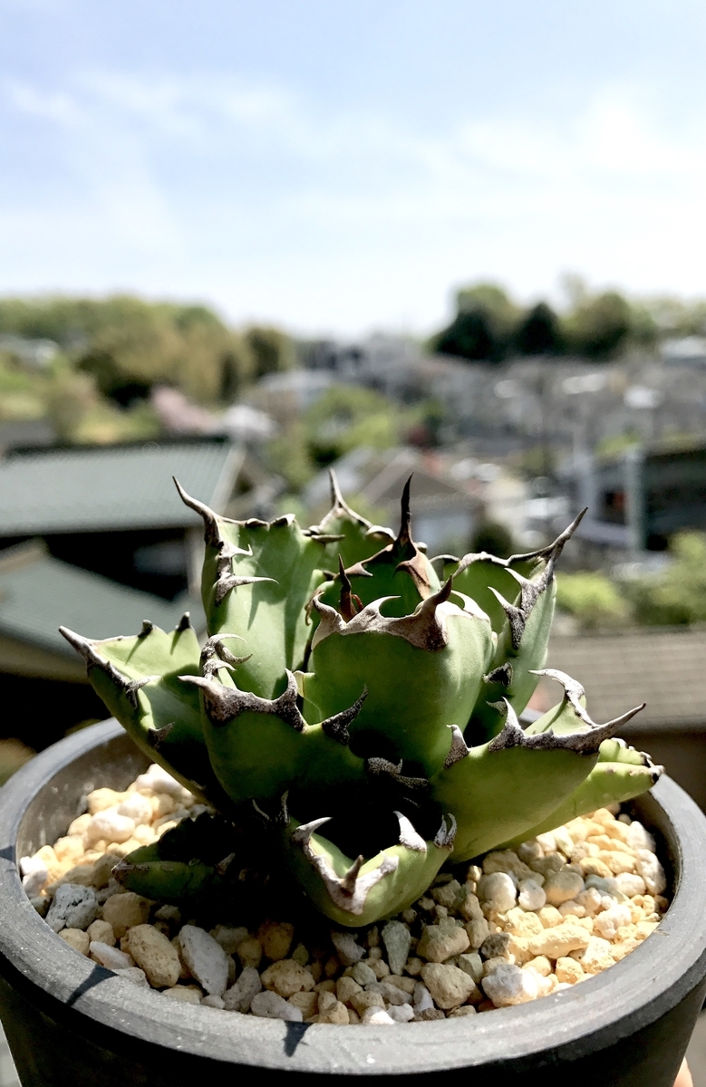 アガベオテロイ実生抜き苗