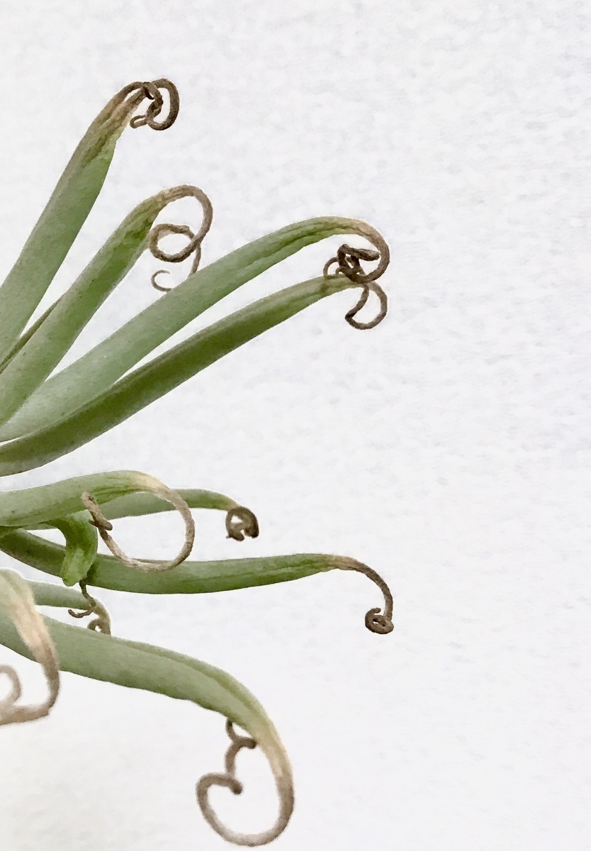 チレコドン ワリチー 奇峰錦 梅雨 夏 休眠 成長記録 育成管理 1