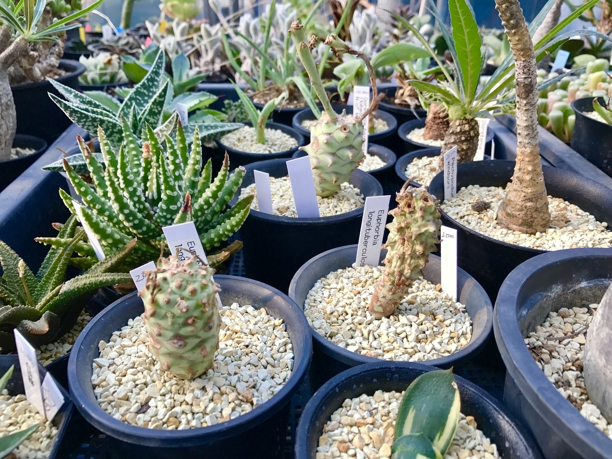 千葉 印西市 グランカクタス 多肉植物 サボテン コーデックス 聖地