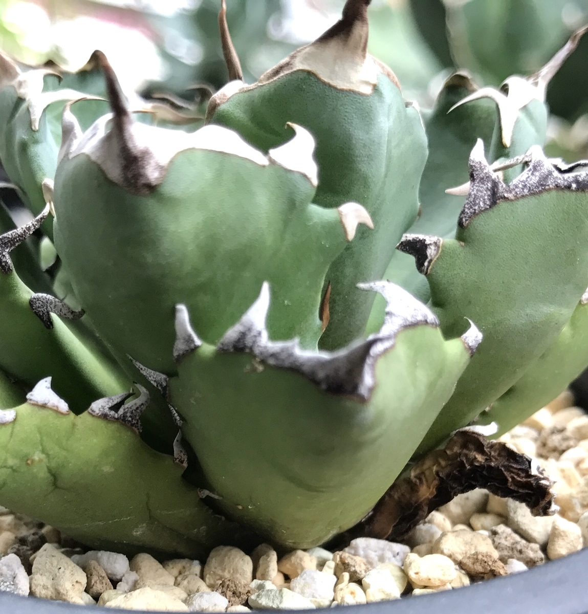 アガベ チタノタ 夏 秋 育成管理 成長記録 5 Agave titanota - 世界の