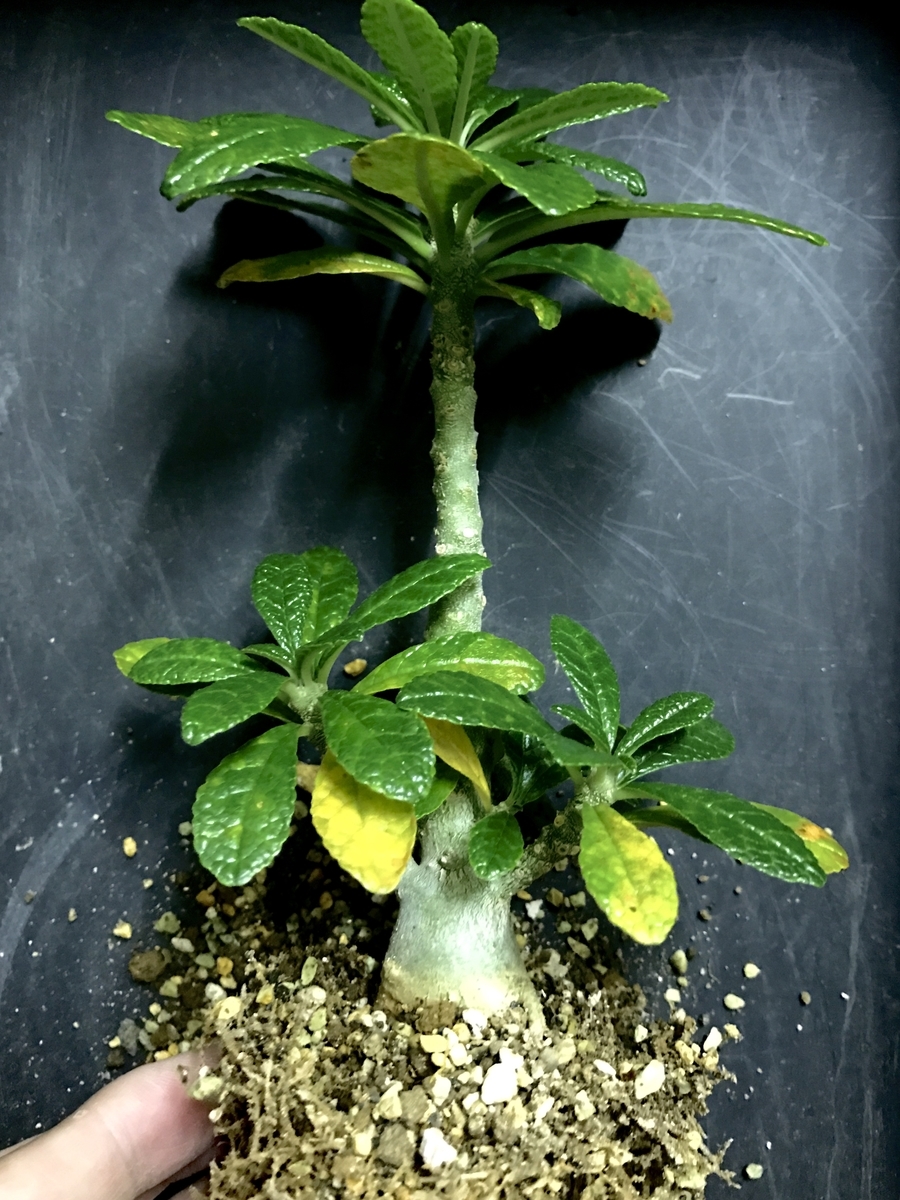 ドルステニアギガス ブラータ種子3粒 b*c様 10粒 種子ドルステニア・