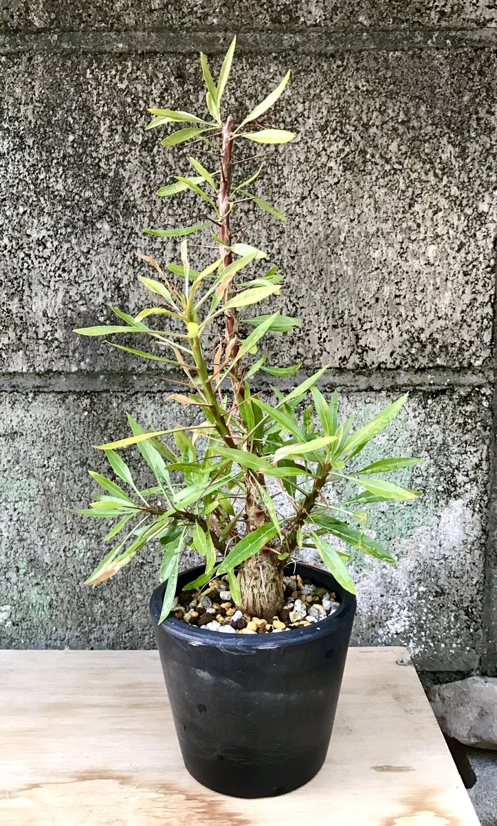 f:id:sekainohateyori:20190923232807j:plain f:id:sekainohateyori:20190923232807j:plain