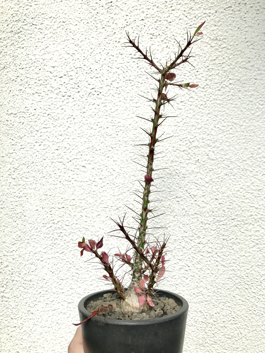 f:id:sekainohateyori:20191027154956j:plain f:id:sekainohateyori:20191027154956j:plain