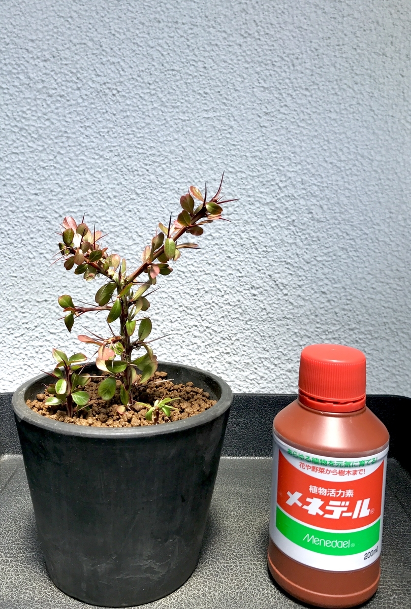 フォークイエリア ファシクラータ 春 梅雨 剪定 挿し木 育成管理 成長