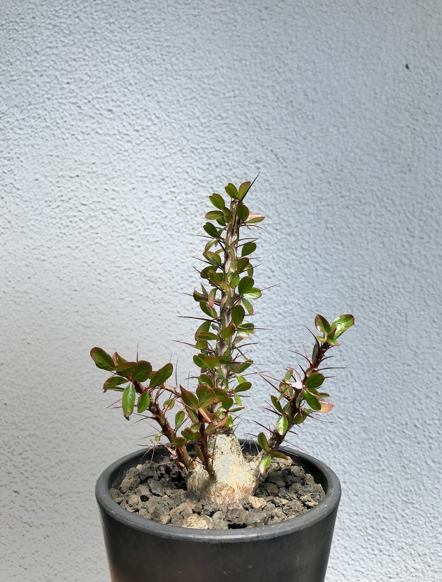 フォークイエリア ファシクラータ 春 梅雨 剪定 挿し木 育成管理 成長