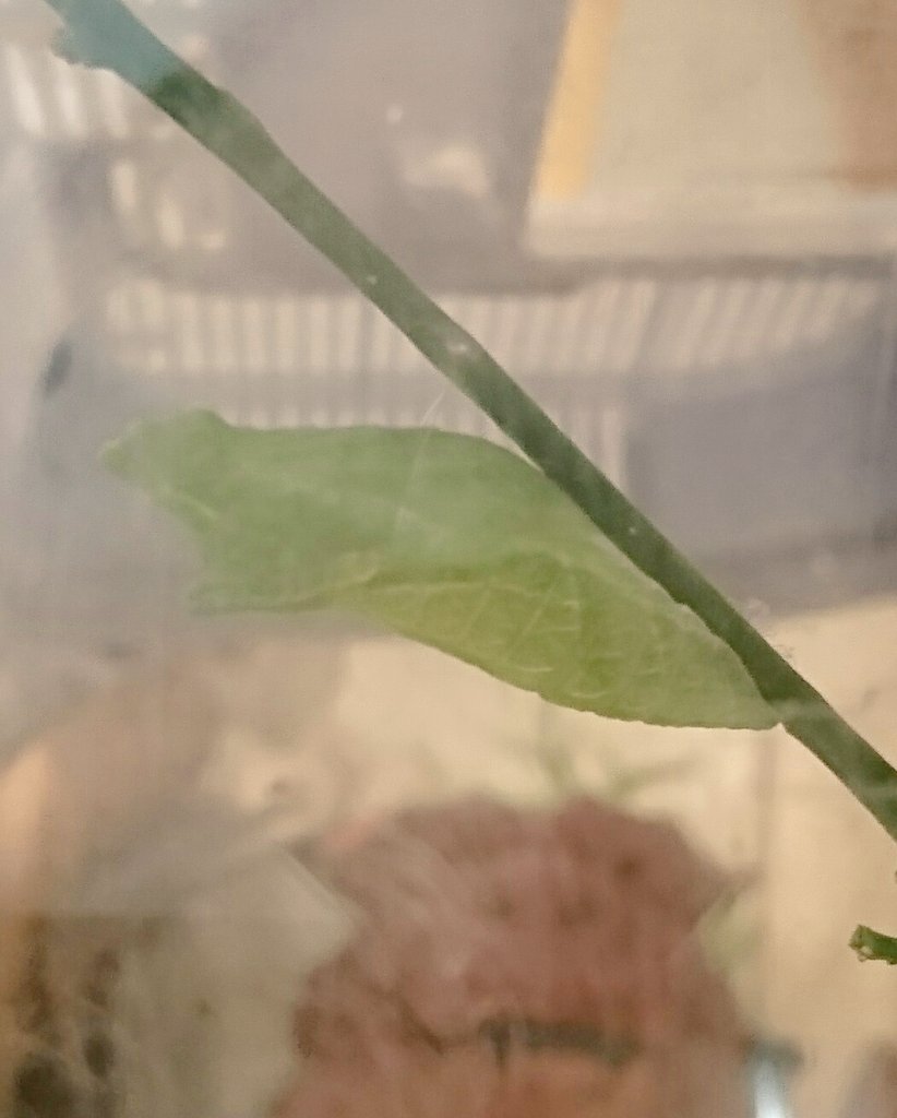 閲覧注意！】アゲハ蝶が羽化して蝶になりました！！！ - 雑貨屋