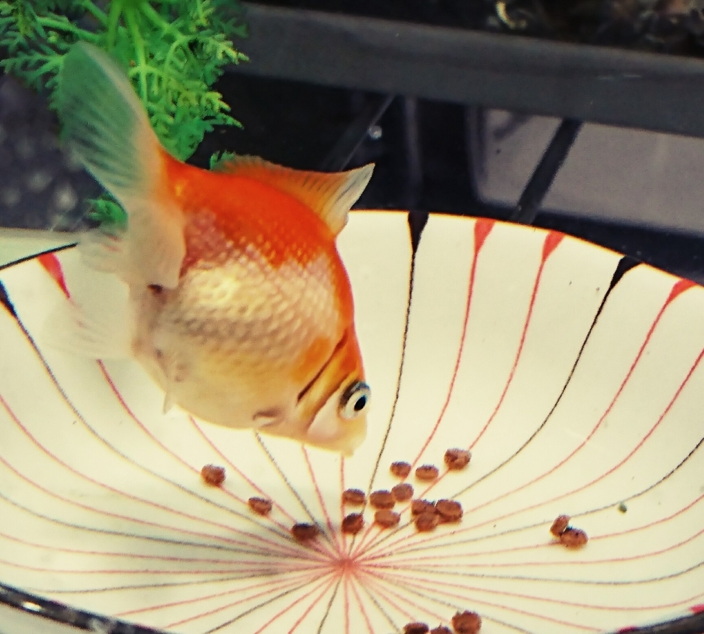 金魚の食欲とツバメの巣 うおっちゃー