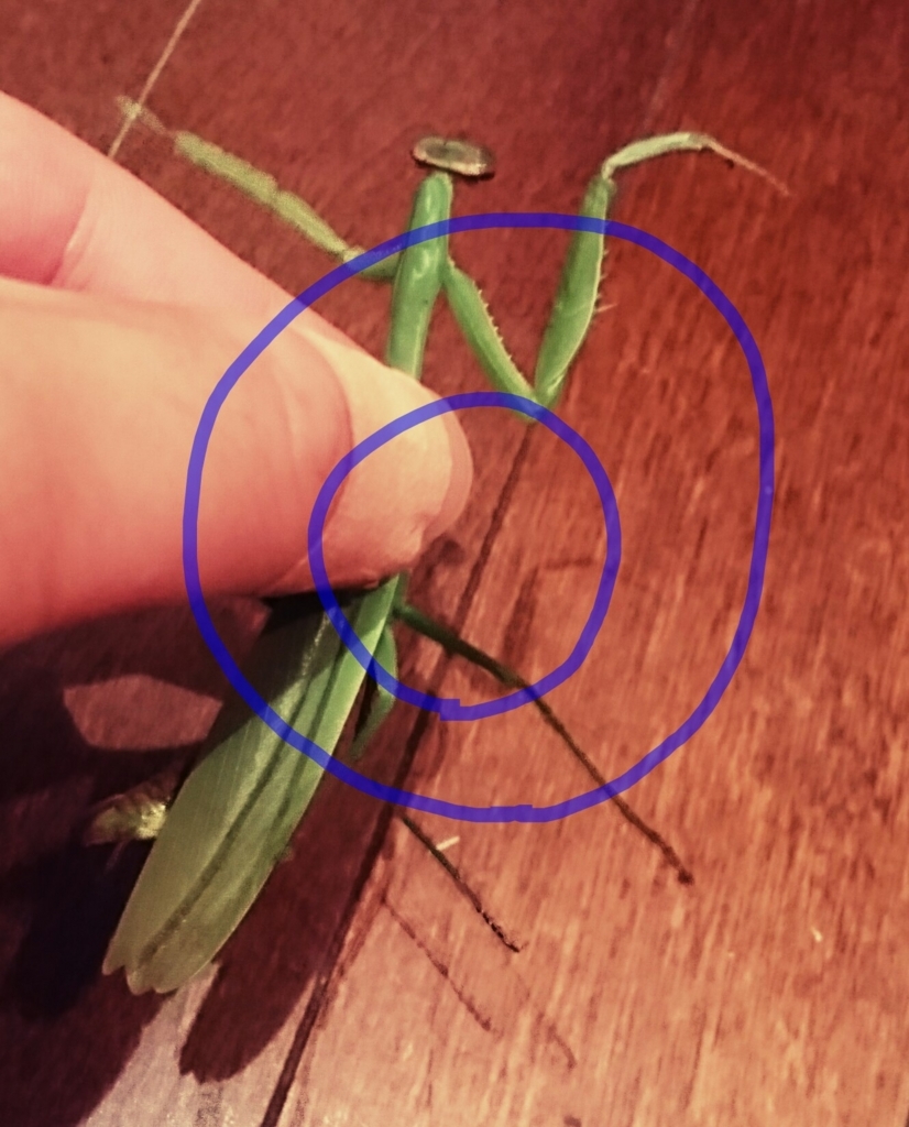 f:id:sekaiwohyouryuusurutakaragai:20180823223411j:plain f:id:sekaiwohyouryuusurutakaragai:20180823223411j:plain