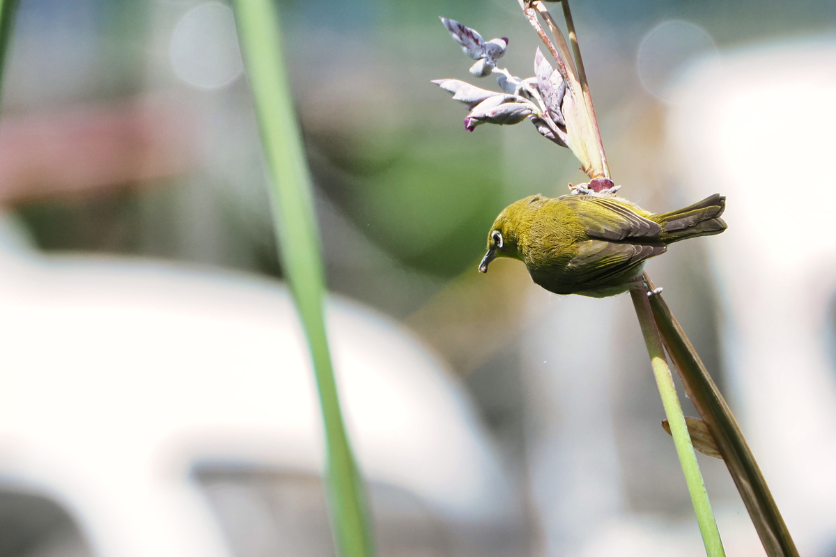 f:id:seki_albatross:20201104052833j:plain f:id:seki_albatross:20201104052833j:plain